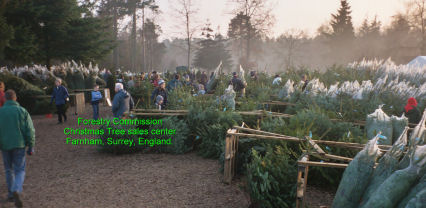Christmas trees being sold 