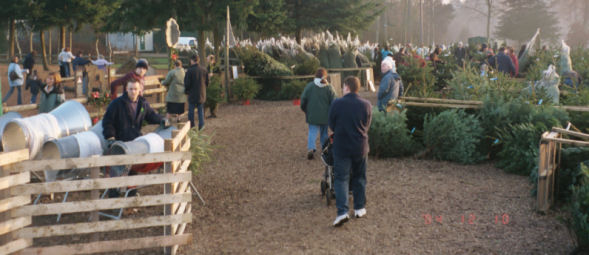 Christmas tree sales